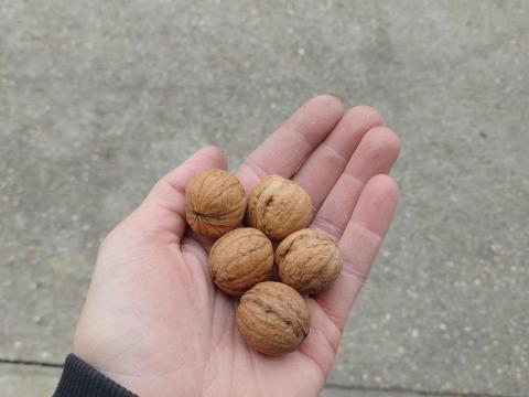 Aprószemű dió - 26 mm Aprószemű dió - 26 mm