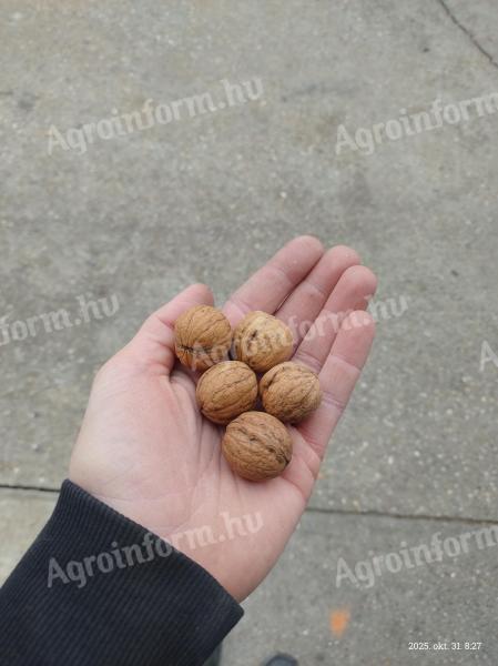 Aprószemű dió - 26 mm