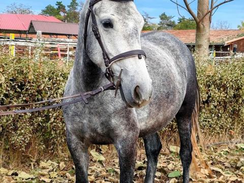 Pitypang új lovasát keresi – eladó sportpóni kanca Pitypang új lovasát keresi – eladó sportpóni kanca