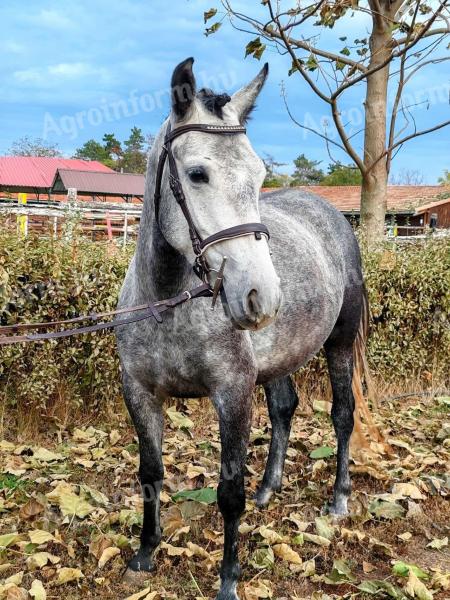 Pitypang új lovasát keresi – eladó sportpóni kanca