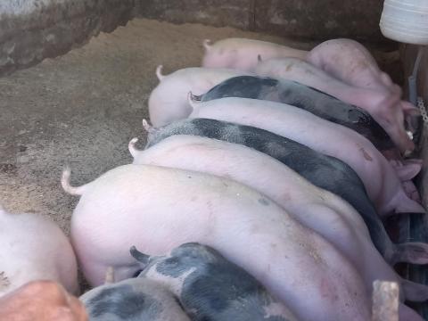 Minőségi Pietrain süldők eladók Minőségi Pietrain süldők eladók