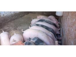 Minőségi Pietrain süldők eladók