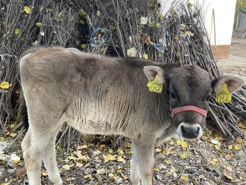 Kárpáti borzderes bika borjú eladó Kárpáti borzderes bika borjú eladó