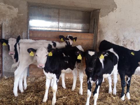 Eladó 4 db üsző és 1 db bika választási borjúk