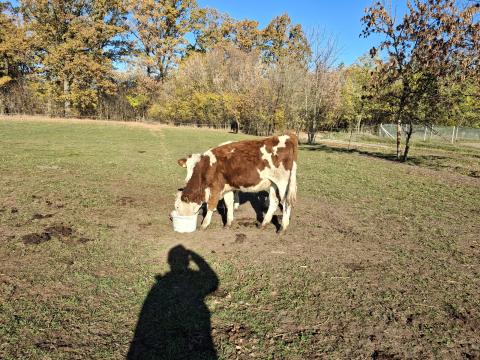 8 db növendék üsző 8 db növendék üsző