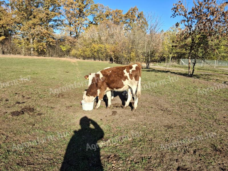 8 db növendék üsző