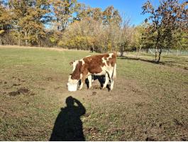 8 db növendék üsző