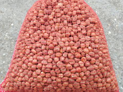 Török mogyoró Török mogyoró