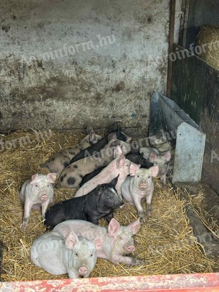 Választási malacok eladók
