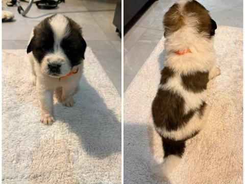 Moszkvai őr kiskutyák várják szerető gazdájukat Moszkvai őr kiskutyák várják szerető gazdájukat