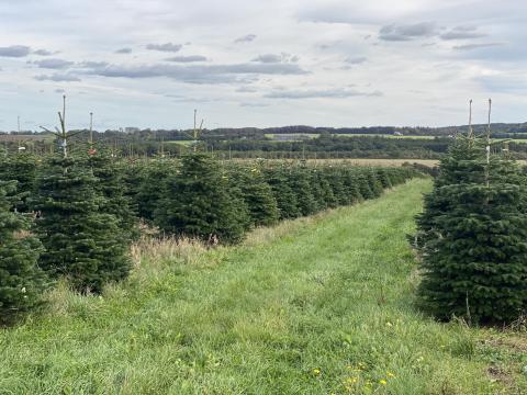 Eladó dán Nordmann fenyőfa, vágott fenyő kereskedőknek, ezüstfenyő, lucfenyő, normand fenyőfa eladó Eladó dán Nordmann fenyőfa, vágott fenyő kereskedőknek, ezüstfenyő, lucfenyő, normand fenyőfa eladó