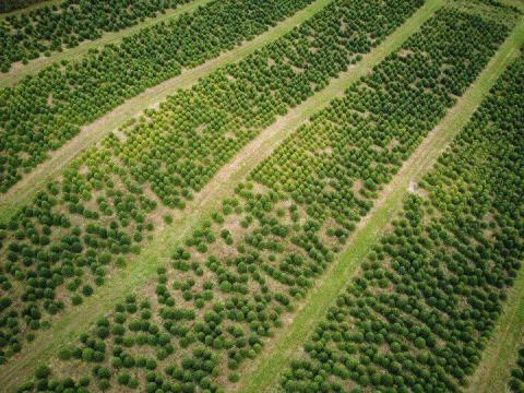 Eladó termelői fenyőfa, vágott fenyő, nordmann fenyő, normand fenyő, ezüstfenyő, lucfenyő nagy tételben Eladó termelői fenyőfa, vágott fenyő, nordmann fenyő, normand fenyő, ezüstfenyő, lucfenyő nagy tételben