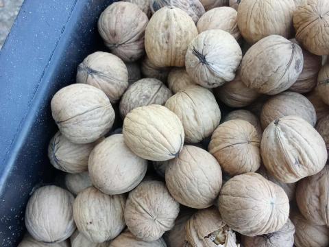 Eladó idei szárított héjas Milotai M10 dió Eladó idei szárított héjas Milotai M10 dió