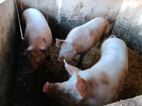 Tápmentes házi hízó eladó Tápmentes házi hízó eladó