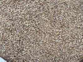 Rozs vetőmag minőségű