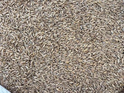 Rozs vetőmag minőségű Rozs vetőmag minőségű