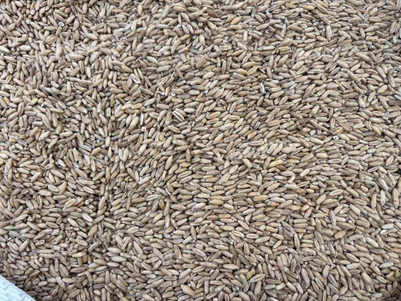 Rozs vetőmag minőségű