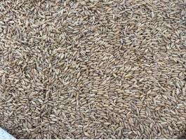 Rozs vetőmag minőségű