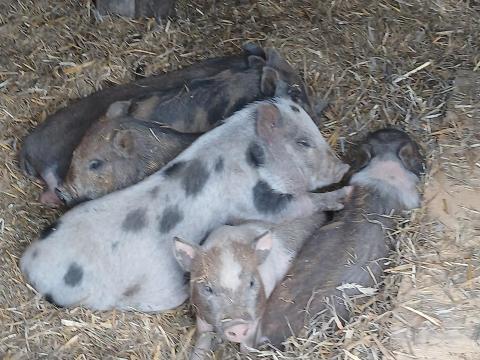 Csüngőhasú malacok eladók Csüngőhasú malacok eladók
