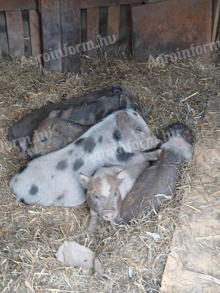 Csüngőhasú malacok eladók