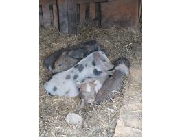 Csüngőhasú malacok eladók