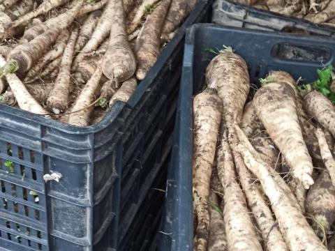 Petrezselyem gyökér ès sárgarépa eladó Petrezselyem gyökér ès sárgarépa eladó