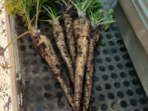 Petrezselyemgyökér eladó! Petrezselyemgyökér eladó!