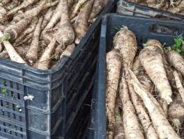Petrezselyemgyökér és sárgarépa eladó