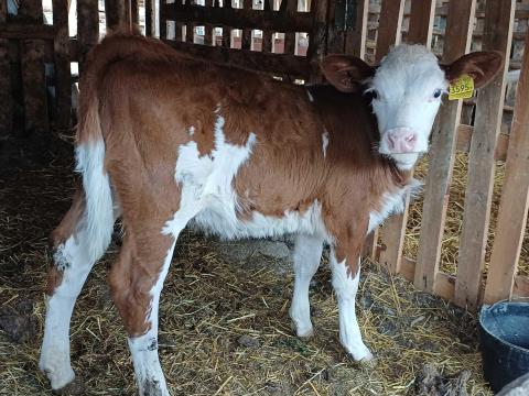 Eladó magyartarka üsző borjú Eladó magyartarka üsző borjú