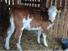 Eladó magyartarka üsző borjú