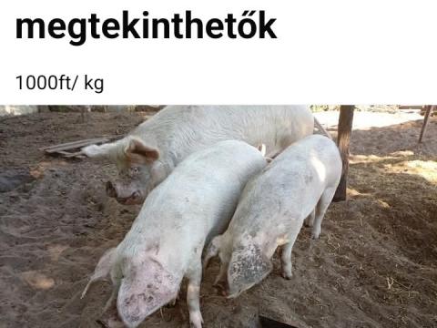 Koca hízó Koca hízó