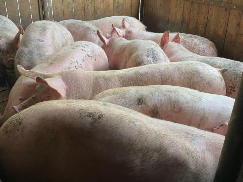 Hízók eladók Hízók eladók