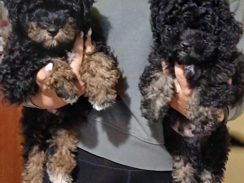 Aranyos Havapoo kiskutyák gazdira várnak