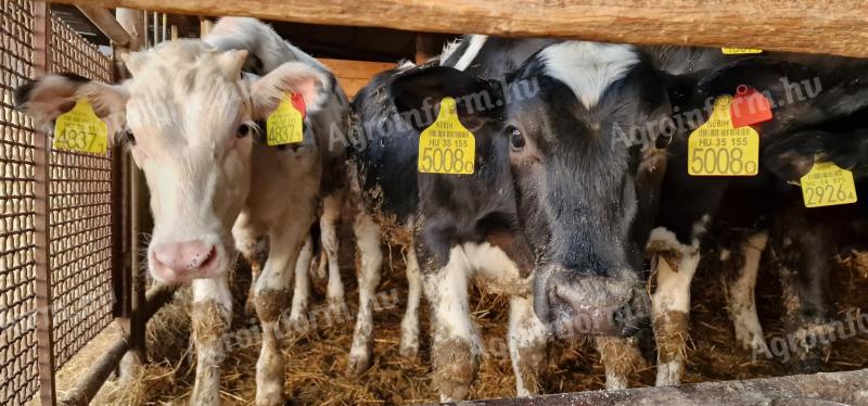 Holsten friz üszőborjúk