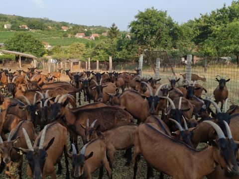 Kecsketrágya Kecsketrágya