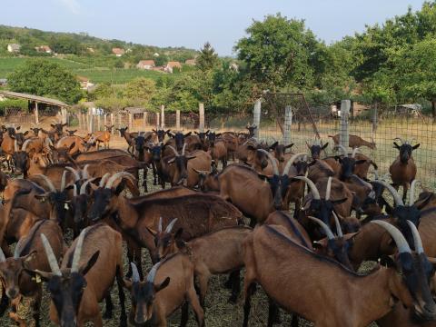 Kecsketrágya 400 Ft/q