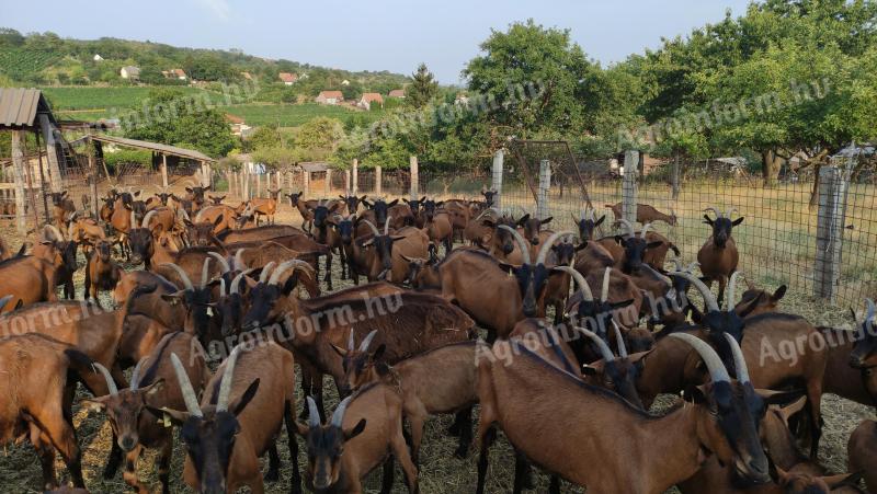 Kecsketrágya 400 Ft/q