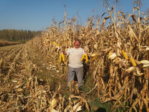 PK-001 Organikus Kukorica előrendelési AKCIÓ