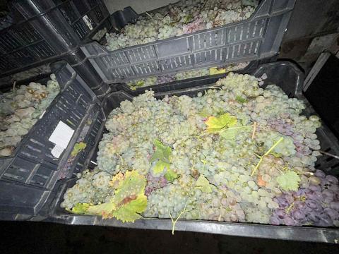 Saszla borszőlő eladó Dunaföldváron Saszla borszőlő eladó Dunaföldváron