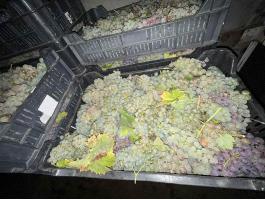 Saszla borszőlő eladó Dunaföldváron