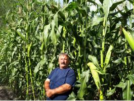 PK-002 Organikus Kukorica előrendelési AKCIÓ! - Rekordereknek