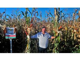 PK-003 Organikus Kukorica Előrendelési AKCIÓ! – Állattartóknak