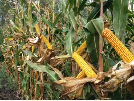 PK-004 Organikus Kukorica előrendelési AKCIÓ! - A nemesítés új iránya