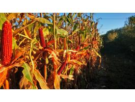 PK-005 – Bivaly - Organikus Kukorica Előrendelési AKCIÓ