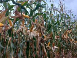 PK-006 Organikus Kukorica előrendelési AKCIÓ! - Korai