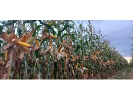 PK-006 Organikus Kukorica előrendelési AKCIÓ! - Korai