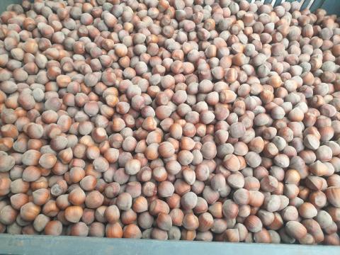 Mogyoró eladó – apró méretű héjas mogyoró szaporítóanyagnak