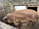 Duroc Kan eladó