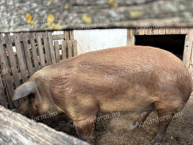 Duroc Kan eladó
