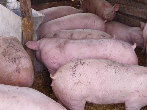 Hízók ‼️740Ft/kg‼️ Hízók ‼️740Ft/kg‼️